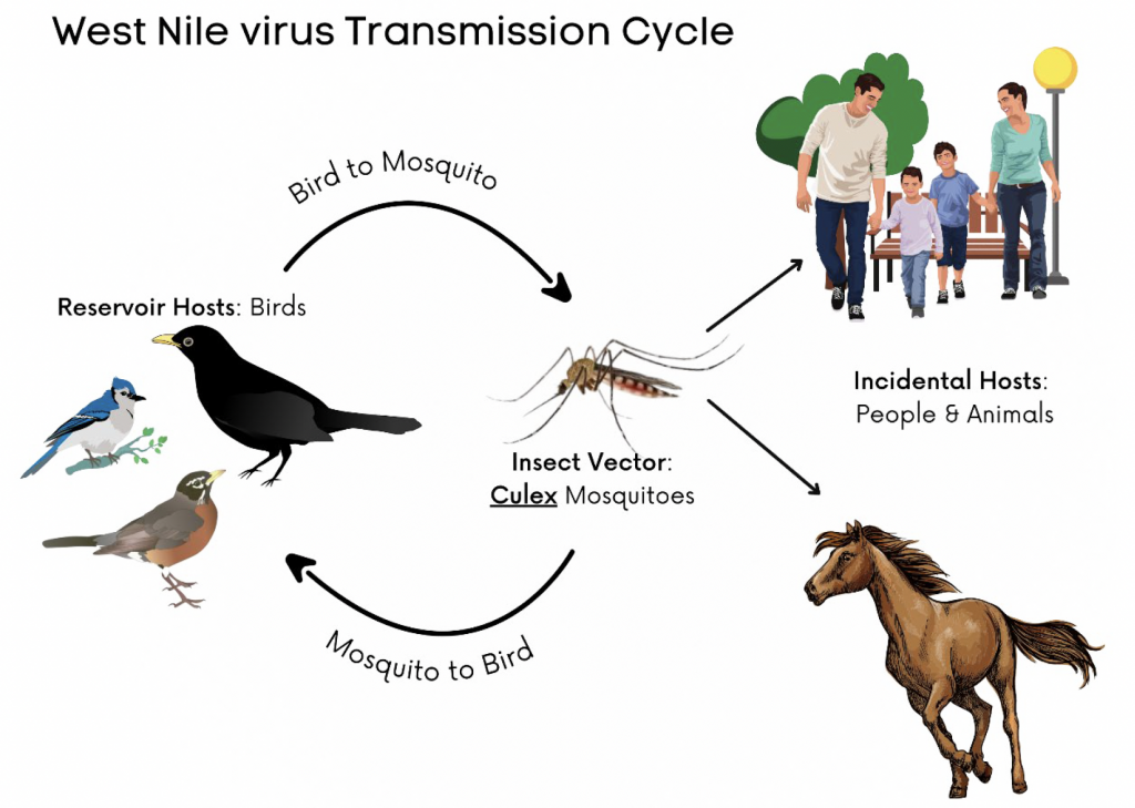 Transmission Cycle